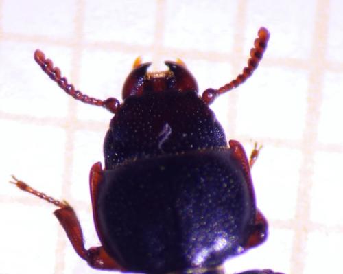Réf. 318 228 : Tenebroides fuscus